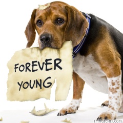 forever-young